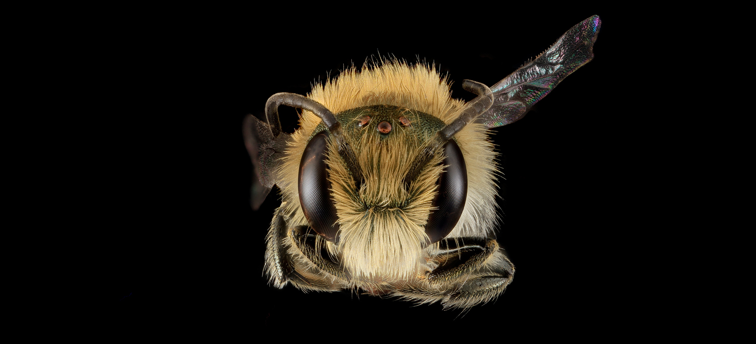 WordPress Antispam Bee Plugin Adds Option to Trust Commenters with a Gravatar