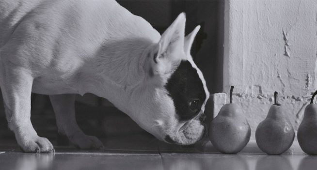 WordPress Coding Standards 1.0.0 Released